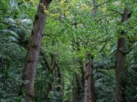 Spaziergang durch die Gingkobaum Allee im Terra Nostra Park - Furnas - São Miguel